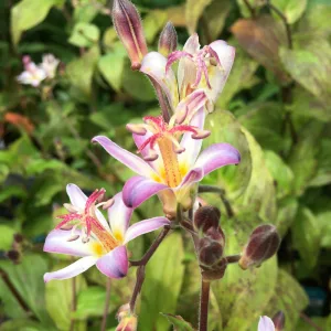 Tricyrtis Hobane - Borzas púpliliom