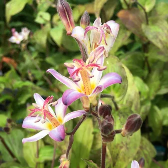 Borzas púpliliom (Tricyrtis)