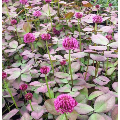 Trifolium repens William - Lóhere