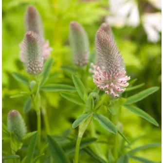 Here (Trifolium)
