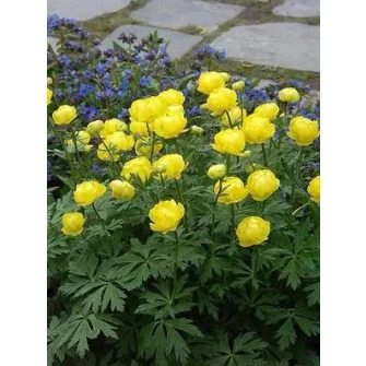 Zergeboglár (Trollius)