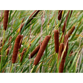 Gyékény (Typha)
