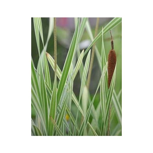Typha latifolia Variegata - Gyékény