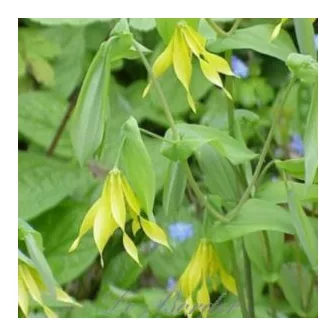 Nyakcsapfű (Uvularia)