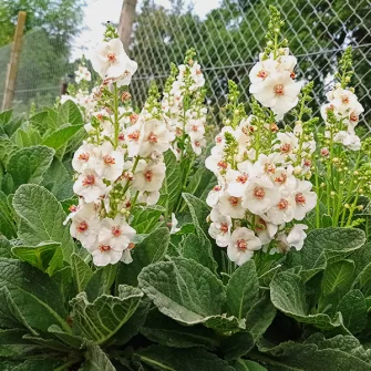Ökörfarkkóró (Verbascum)