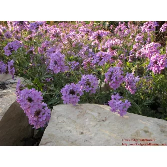 Verbéna/Vasfű (Verbena)