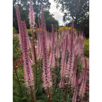 Virginiai veronika (Veronicastrum)