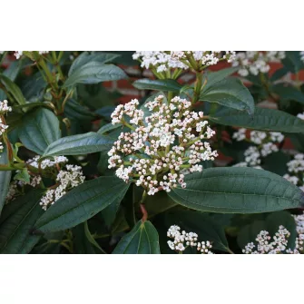 Bangita (Viburnum)