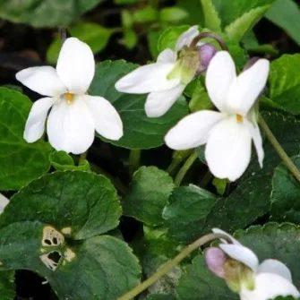 Ibolya (Viola)
