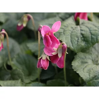 Ibolya (Viola)