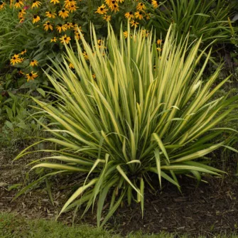 Pálmaliliom (Yucca)