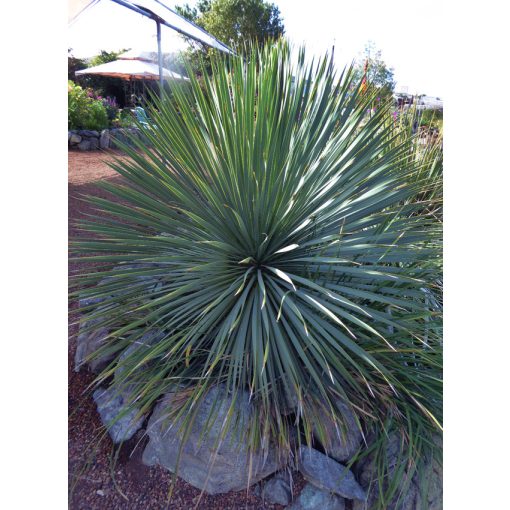 Yucca rostrata Sapphire Skies - Csőrős jukka