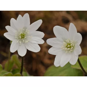 Májvirág (Hepatica)