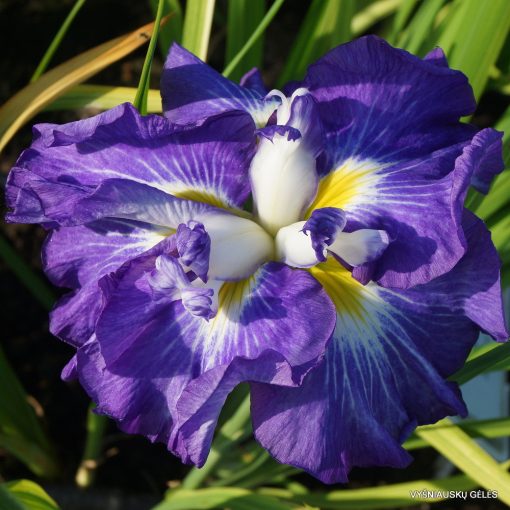 Iris ensata Gusto - Japán nőszirom