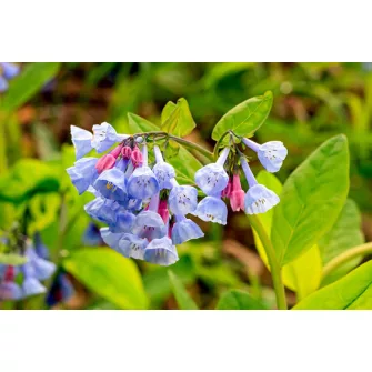 Virginiai tüdővirág (Mertensia)