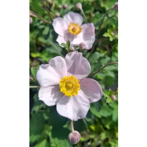 Anemone hupehensis Pink Saucer - Szellőrózsa