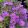 Aster divaricatus Woods Purple - Évelő őszirózsa