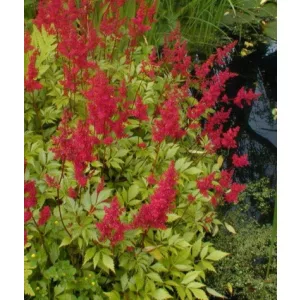 Astilbe arendsii Etna - Tollbuga