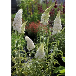 Buddleja davidii White Profusion - Nyári orgona