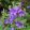 Campanula latifolia macrantha - Széleslevelű harangvirág