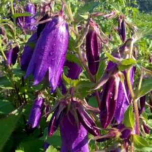 Campanula Purple Sensation - Harangvirág