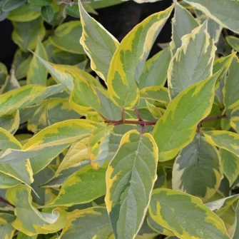 Som (Cornus)
