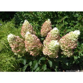 Hortenzia (Hydrangea)