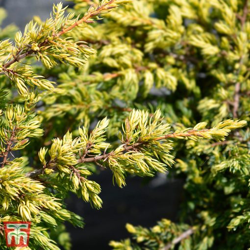 Juniperus chinensis Gold Schatz - Kínai boróka