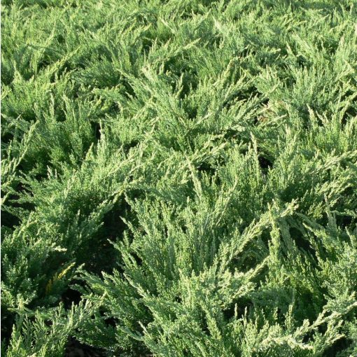 Juniperus sabina Tamariscifolia - Nehézszagú boróka
