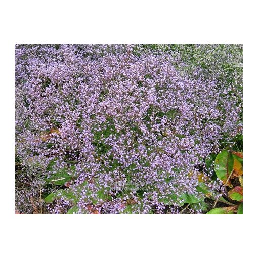 Limonium latifolium Blauer Diamant - Széleslevelű sóvirág
