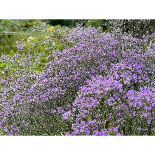 Limonium latifolium Violetta - Széleslevelű sóvirág