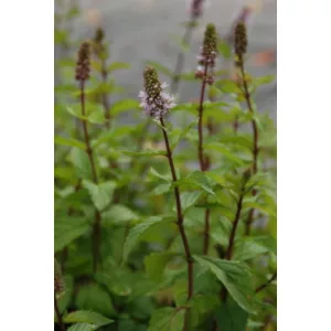 Mentha Agnes - Menta
