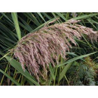 Közönséges nád (Phragmites)