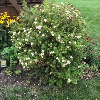 Cserjés pimpó (Potentilla)