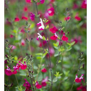 Salvia greggii Cherry Lips - Őszi zsálya