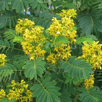 Szenna (Senna)