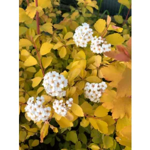 Spiraea vanhouttei Gold Fountain - Kerti gyöngyvessző
