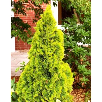 Tuja (Thuja)