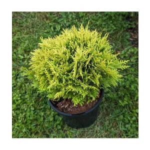 Thuja occidentalis Mirjam - Nyugati tuja
