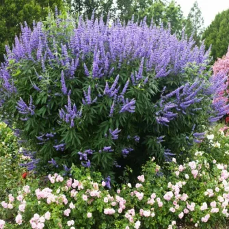 Barátcserje (Vitex)