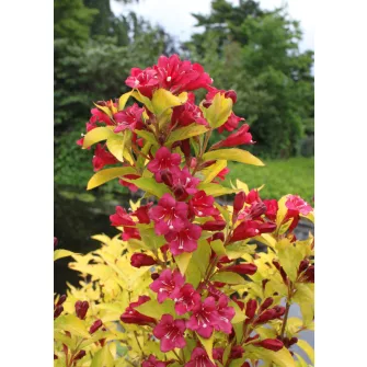 Rózsalonc (Weigela)