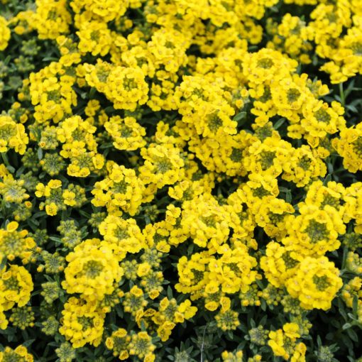 Alyssum wulfenianum Golden Spring - Hegyi ternye