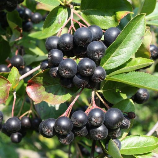 Aronia prunifolia Viking - Fekete berkenye