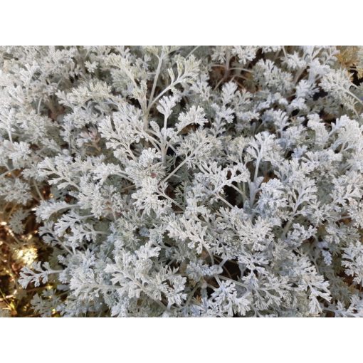 Artemisia abrotanum Little Mice - Üröm