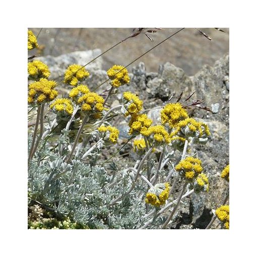 Artemisia glacialis - Üröm
