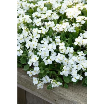 Pázsitviola (Aubrieta)