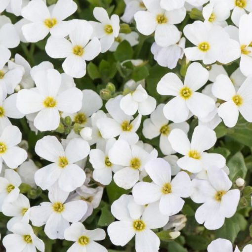 Aubrieta gracilis Florado White - Pázsitviola
