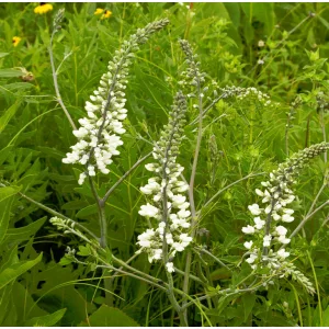 Baptisia leucantha - Borsófürt