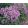 Betonica macrantha Superba - Nagyvirágú tisztesfű