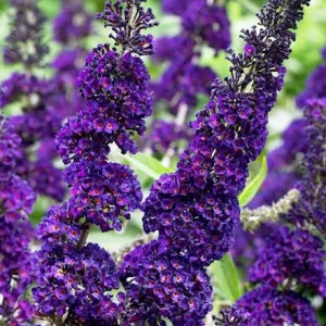 Buddleja davidii Black Knight - Nyári orgona
